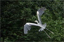 Kunstflieger? Aufgenommen im Zoo Berlin.