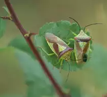 Gr�ne Stinkwanze (Palomena prasina)