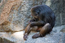 Ein Pavian ist es nicht, ein Gorilla auch nicht, bleib ja nur noch der Berberaffe �ber. ;-) Ich hab echt keine Ahnung von der Fauna. 