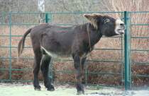Poitou-Esel (Equus africanus f. asinus) macht sich bemerkbar. Tierpark Berlin am 13.12.2009.