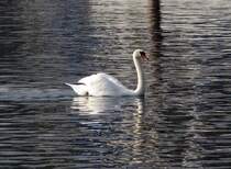 Schwan auf dem Gardasee I. Oktober 2009