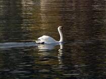 Schwan auf dem Gardasee II. Oktober 2009