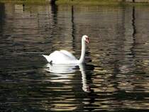 Schwan auf dem Gardasee III. Oktober 2009