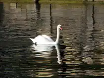 Schwan auf dem Gardasee III. Oktober 2009