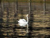 Schwan auf dem Gardasee IV. Oktober 2009