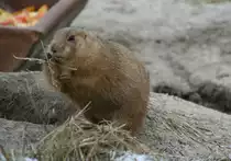 Schwarzschwanz-Pr�riehund (Cynomys ludovicianus) sucht sich bei der K�lte noch die letzten Halme. 13.12.2009 im Tierpark Berlin.