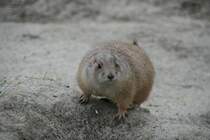 Schwarzschwanz-Prriehund (Cynomys ludovicianus) auf Wachposten. 13.12.2009 im Tierpark Berlin.
