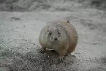 Schwarzschwanz-Pr�riehund (Cynomys ludovicianus) auf Wachposten. 13.12.2009 im Tierpark Berlin.