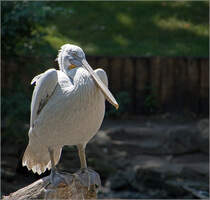 Ich wei� nicht, ob er richtig eingeordnet ist. Man m�ge mir bitte verzeihen.