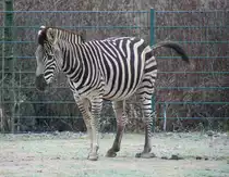 Chapman-Steppenzebra (Equus quagga chapmani) am 13.12.2009 im Tierpark Berlin.