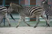 Chapman-Steppenzebra (Equus quagga chapmani) im Trab. Tierpark Berlin am 13.12.2009.
