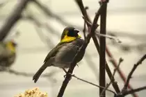 M�nnlicher Kleinkubafink (Tiaris canora) am 13.12.2009 im Alfred-Brehm Haus im Tierpark Berlin.