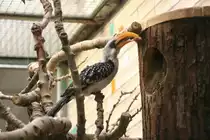 �stliche Gelbschnabeltoko (Tockus flavirostris) am 13.12.2009 im Tierpark Berlin.