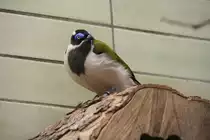 Blauohr-Honigfresser (Entomyzon cyanotis) am 13.12.2009 im Tierpark Berlin.