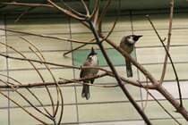 Zwei Rotohrblbls (Pycnonotus jocosus) am 13.12.2009 im Tierpark Berlin.