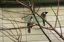 Zwei Rotohrb�lb�ls (Pycnonotus jocosus) am 13.12.2009 im Tierpark Berlin.