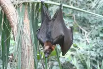 Indischer Riesenflugfuchs (Pteropus giganteus) am 13.12.2009 im Alfred-Brehm-Haus des Berliner Tierparks.
 
