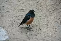 Dreifarben-Glanzstar (Lamprotornis superbus) am 13.12.2009 in der Freifluganlage des Alfred-Brehm-Hauses im Tierpark Berlin.