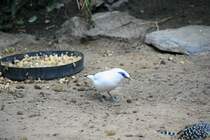Balistar oder Bali-Mynah (Leucopsar rothschildi) am 13.12.2009 im Alfred-Brehm-Haus im Tierpark Berlin.