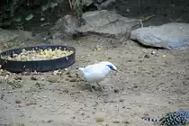 Balistar oder Bali-Mynah (Leucopsar rothschildi) am 13.12.2009 im Alfred-Brehm-Haus im Tierpark Berlin.