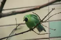 Gelbkopf-Blattvogel oder auch Blaufl�gel-Blattvogel (Chloropsis cochinchinensis) am 13.12.2009 im Tierpark Berlin.