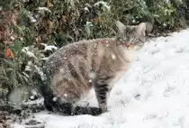 Kleiner Schneetiger auf M�usejagd - 30.01.2010