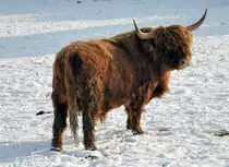 Schottland Hochrind auf der Winterweide in Kirchheim - 26.01.2010