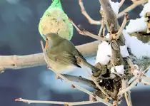 Rotkehlchen (glaube ich !!) ist scharf auf den Meisenkn�del - 19.12.2009