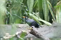 Ein Beo (Gracula religiosa) an einem Wasserlauf im Alfred-Brehm-Haus am 13.12.2009 im Tierpark Berlin.