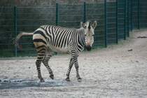 Ein Hartmann-Bergzebra (Equus zebra) verucht sich im Eiskunstlaufen. Tierpark Berlin am 13.12.12009.
