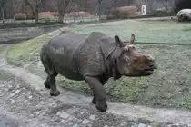 Junges Panzernashorn (Rhinoceros unicornis) bei Spaziergang am 13.12.2009 im Tierpark Berlin.