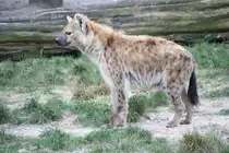 T�pfelhy�ne (Crocuta crocuta) am 13.12.2009 im Tierpark Berlin.