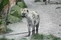T�pfelhy�ne (Crocuta crocuta) am 13.12.2009 im Tierpark Berlin.