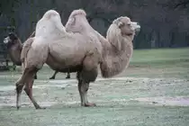 Ein Trampeltier (Camelus bactrianus) im Winterfell auf der noch gr�nen Wiese. Tierpark Berlin am 13.12.2009.