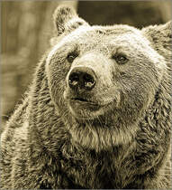 B�renportrait in Sepia.