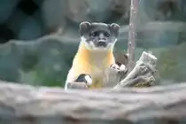 N�rdlicher Buntmarder oder Sibirischer Buntmarder (Martes flavigula aterrima) am 13.12.2009 im Tierpark Berlin.