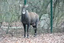M�nnliche Nilgauantilope (Boselaphus tragocamelus) am 13.12.2009 im Tierpark Berlin.