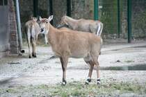 Weibliche Nilgauantilope (Boselaphus tragocamelus) am 13.12.2009 im Tierpark Berlin.