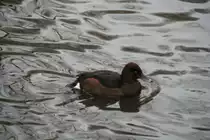 Europ�ische Moorente (Aythya nyroca) am 13.12.2009 im Tierpark Berlin.