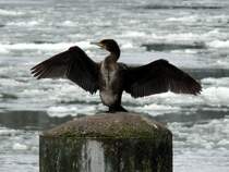 Kormoran - der  Vogel des Jahres 2010  (eine nicht unumstrittene Entscheidung), hier mit gespreiztem Gefieder an der vereisten Elbe bei Geesthacht (2); 08.02.2010
