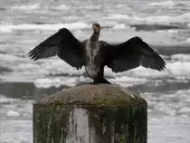 Kormoran - der  Vogel des Jahres 2010  (eine nicht unumstrittene Entscheidung), hier mit gespreiztem Gefieder an der vereisten Elbe bei Geesthacht (1); 08.02.2010
