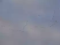 Dem gro�en Geschrei nach konnten es Wildg�nse sein, die am sp�ten Nachmittag des 21. November 2009 �ber Freiberg (Sachsen) hinwegzogen. Die Flugrichtung war sogar tats�chlich S�den.
