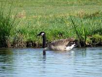 Kanadagans (Branta canadensis) auf der Dove Elbe; 17.09.2009
