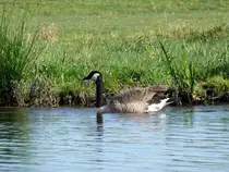 Kanadagans (Branta canadensis) auf der Dove Elbe; 17.09.2009
