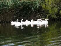 Na, ob diese neun schmucken Gnse das Weihnachtsfest werden berlebt haben? - kaum anzunehmen; Aufnahme vom 17.09.2009
