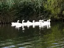 Na, ob diese neun schmucken G�nse das Weihnachtsfest werden �berlebt haben? - kaum anzunehmen; Aufnahme vom 17.09.2009
