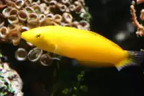 Zitronen-Junker oder Kanarien-Lippfisch (Halichoeres chrysus) am 13.12.2009 im Tierpark Berlin.