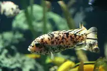 Pseudotropheus zebra  OB  morph (Masken-Tigerbarsch) am 13.12.2009 im Tierpark Berlin.