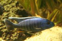 Sciaenochromis fryeri (Azur-Buntbarsch) am 13.12.2009 im Tierpark Berlin.