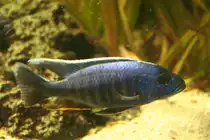 Sciaenochromis fryeri (Azur-Buntbarsch) am 13.12.2009 im Tierpark Berlin.